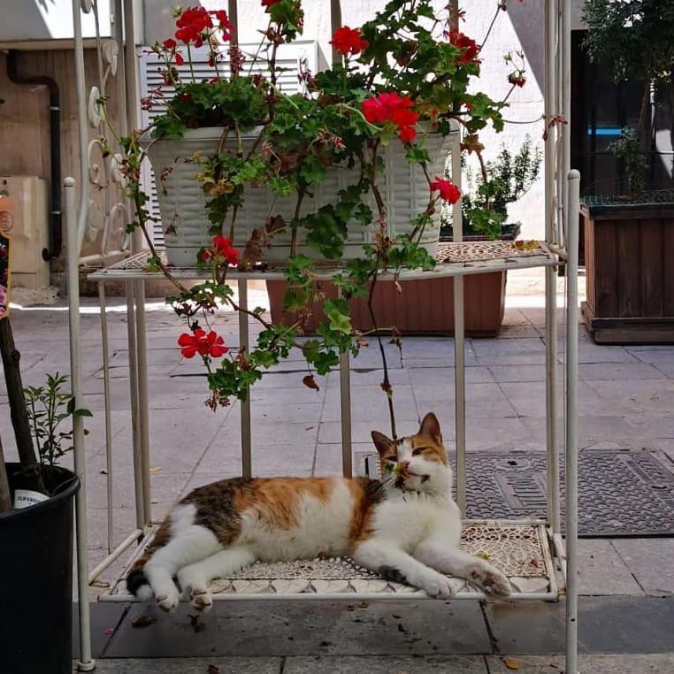 Gafa Garden Hostel & Apartments - Great Location Istanbul Bagian luar foto